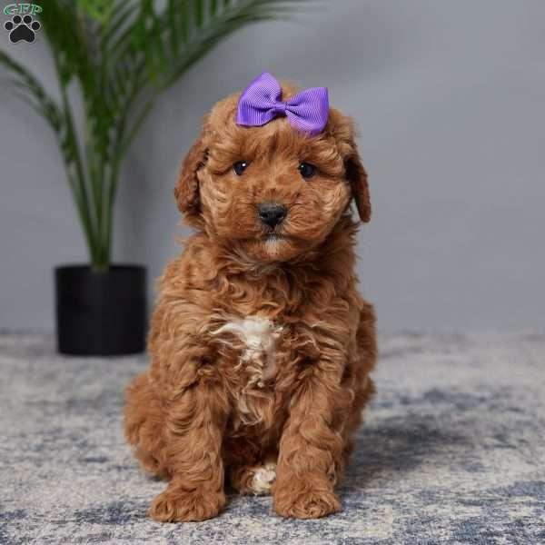 Sandy, Mini Goldendoodle Puppy